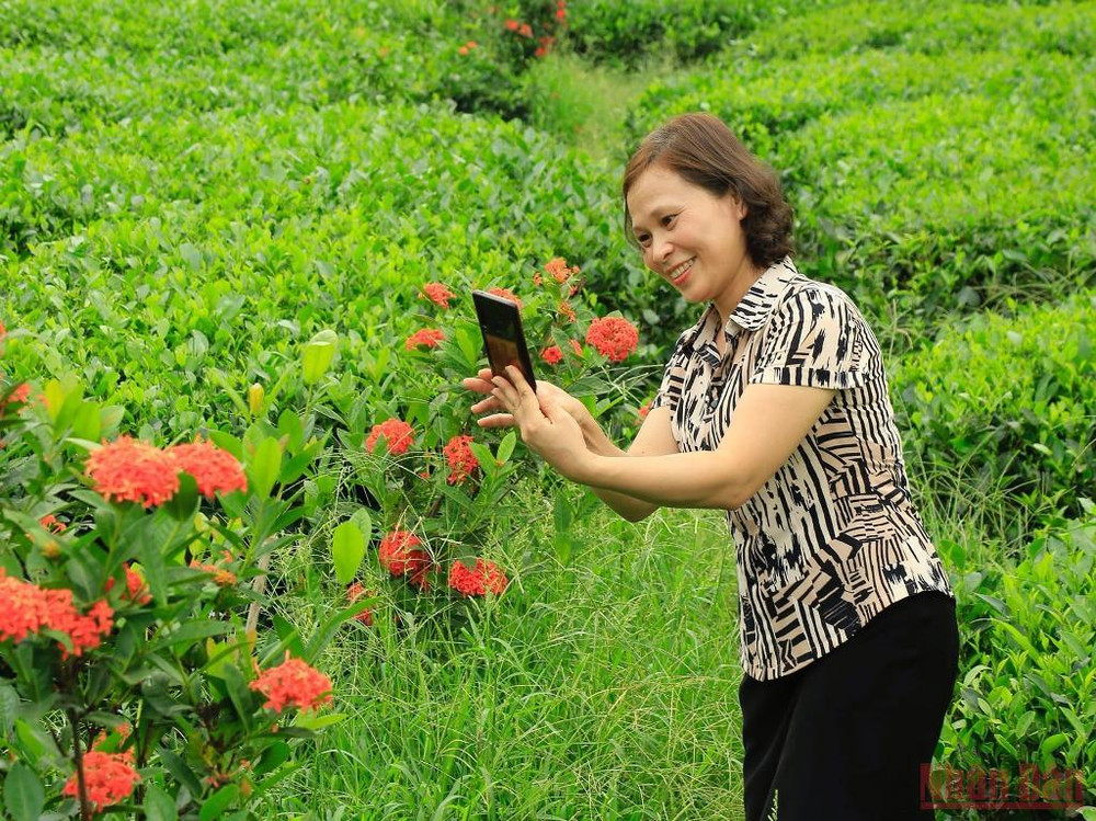 Hoa mẫu đơn phục vụ mục đích kép: Mỗi đồi chè là một điểm check in, đồng thời mang lại một khoản thu hằng tháng cho bà con trồng chè. Bài 3: Hồi sinh một vùng chè huyền thoại -0