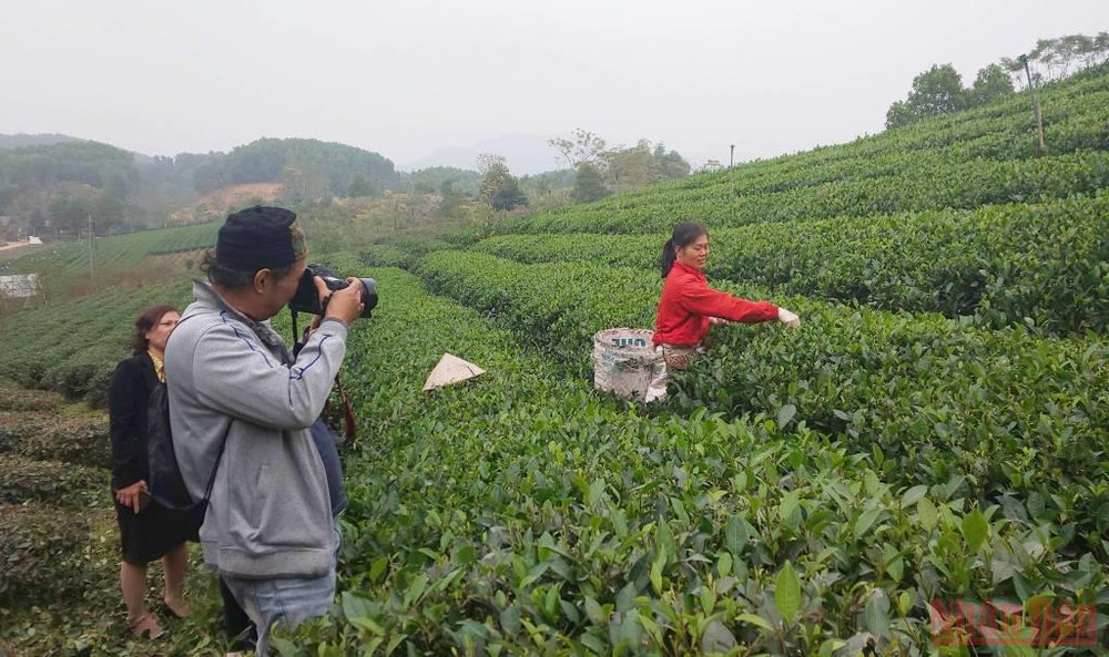 Vùng chè Sông Cầu đã bước đầu được khách du lịch quan tâm. Bài 3: Hồi sinh một vùng chè huyền thoại -0