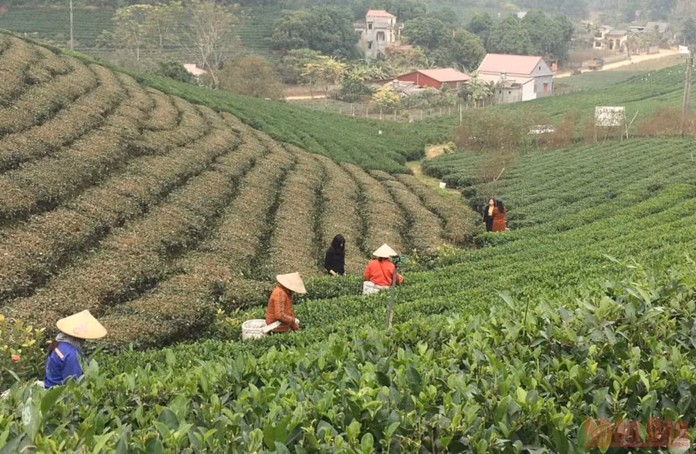 Bài 3: Hồi sinh một vùng chè huyền thoại -0