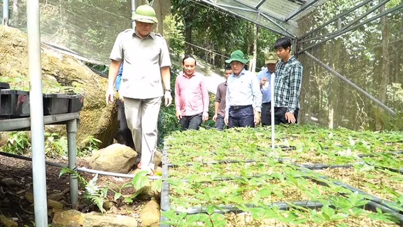 Quảng Nam đầu tư mở rộng diện tích sâm Ngọc Linh.