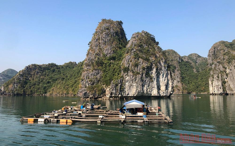 Lồng bè nuôi hải sản ở Cát Bà. Gửi Hồ sơ đề cử