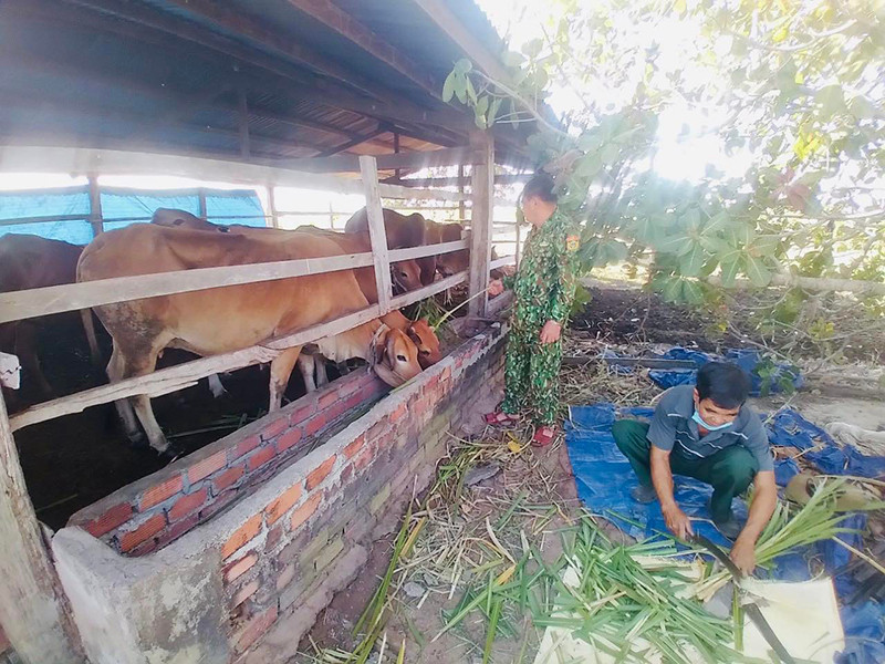 Cán bộ, chiến sĩ Đồn Biên phòng Ea H’leo hỗ trợ, hướng dẫn người dân chăm sóc đàn bò. Vững vàng nơi biên cương -0
