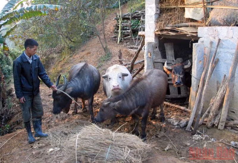 (Tin đề nghị ghép vào tỉnh Điện Biên, Bắc Kan) Lạng Sơn có hơn 500 con trâu, bò chết do đói, rét -0