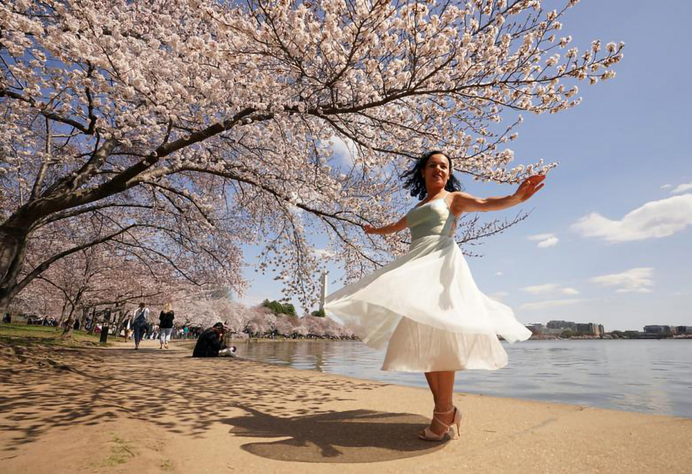 Tạo dáng bên hồ Tidal Basin. hoa anh đào -0