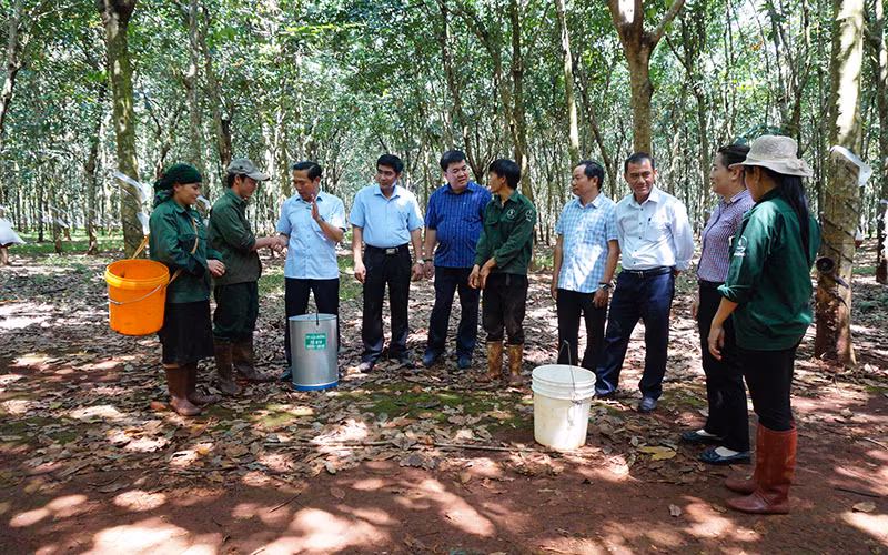 Lớp công nhân mới ở rừng cao-su Đồng Nai -0