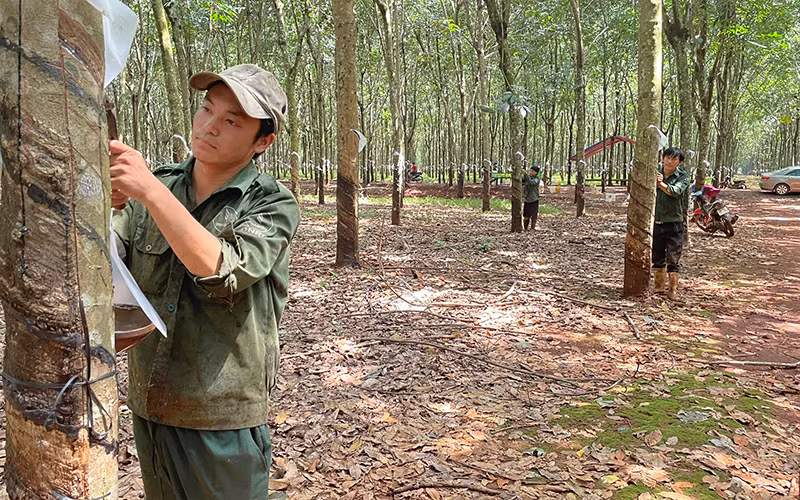 Khai thác mủ cao-su tại Nông trường Cẩm Đường, xã Xuân Đường, huyện Cẩm Mỹ, Đồng Nai.