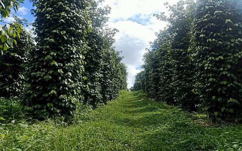 Đẩy mạnh sử dụng phân bón, thuốc bảo vệ thực vật an toàn, hiệu quả, trách nhiệm ở Tây Nguyên -0