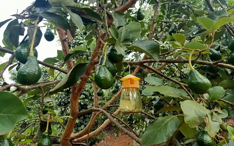 Đẩy mạnh sử dụng phân bón, thuốc bảo vệ thực vật an toàn, hiệu quả, trách nhiệm ở Tây Nguyên -0