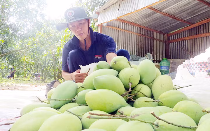 Nông dân huyện Thanh Bình (Đồng Tháp) thu hoạch xoài.