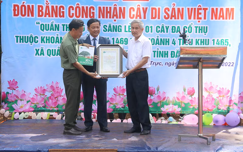 Hội Bảo vệ thiên nhiên và môi trường Việt Nam trao Bằng công nhận quần thể Cây di sản Việt Nam cho Công ty trách nhiệm hữu hạn một thành viên Lâm nghiệp Nam Tây Nguyên.