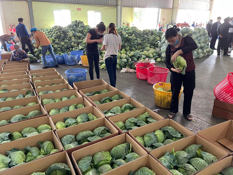 Kiểm tra tiêu chuẩn chất lượng bắp cải xuất khẩu tại Công ty nông sản Hưng Việt. Quyết liệt đẩy lùi dịch bệnh, phát triển kinh tế - xã hội ở Hải Dương -0