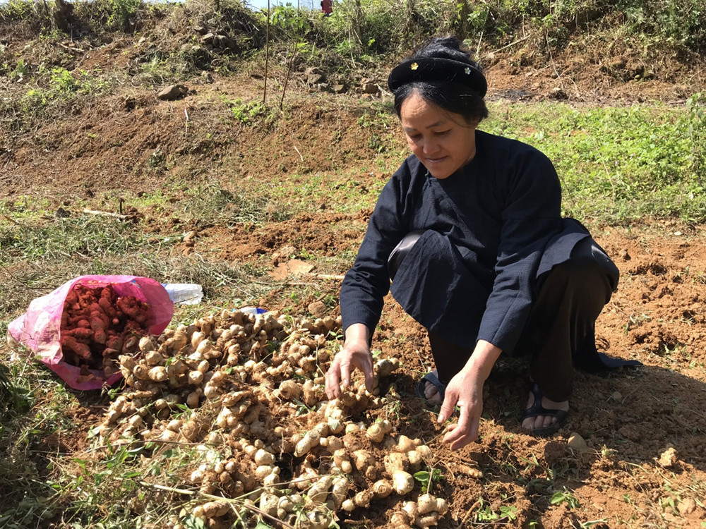 Mô hình sinh kế trồng gừng hữu cơ thu về bình quân 1 tỷ đồng/năm và được áp dụng tại nhiều xã trên địa bàn huyện Hà Quảng, tỉnh Cao Bằng. 35 tỷ đồng hỗ trợ trực tiếp hơn 15.000 người dân khó khăn huyện Hà Quảng -0