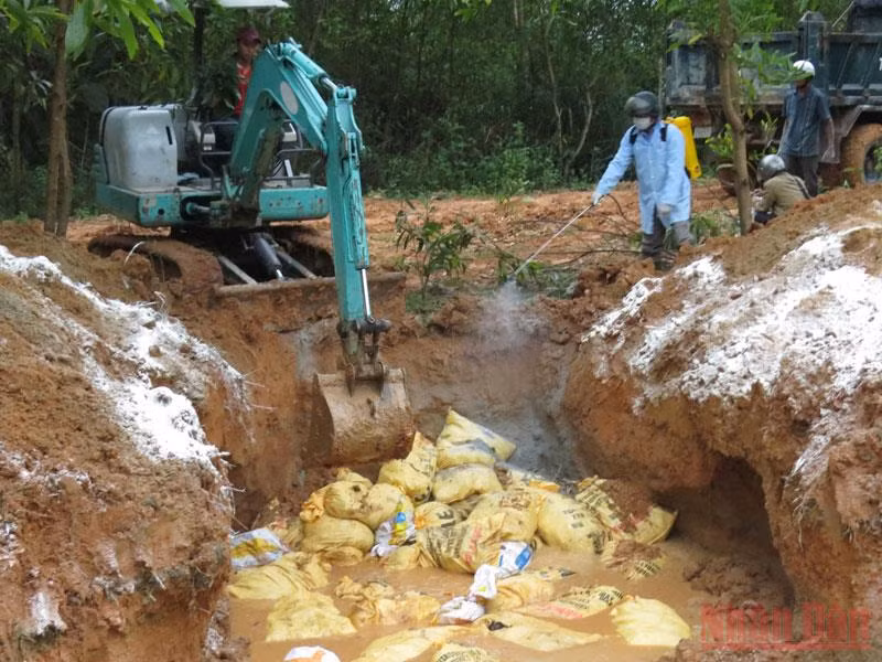Lực lượng chức năng ở Quảng Ngãi tiêu hủy gia cầm bị bệnh. 