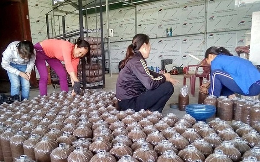 Trồng nấm sò ở xã Nam Lộc (Nam Đàn). (Ảnh: HỒNG SƯƠNG) Góp phần nâng cao chất lượng nguồn lao động và giải quyết việc làm cho lao động nông thôn -0
