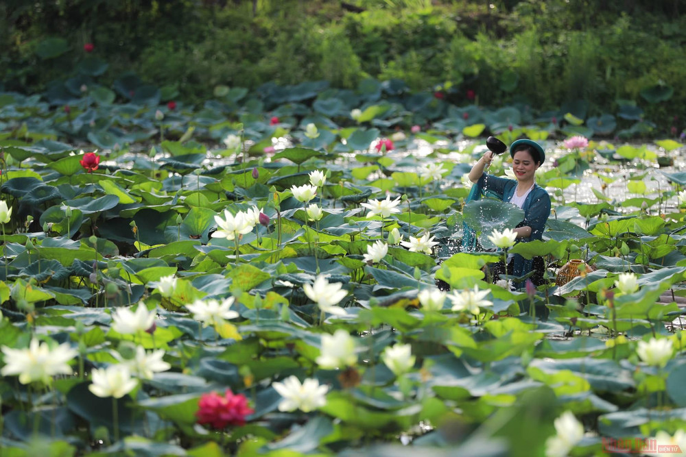 12_hoa_sen_ha_noi-1625144276843.jpeg