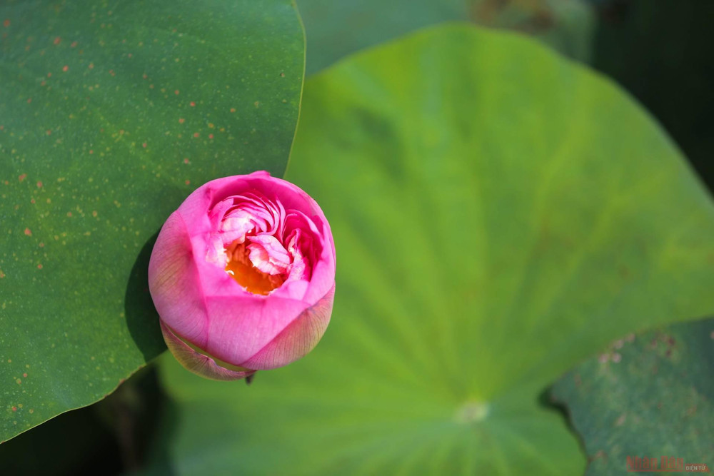 19_hoa_sen_ha_noi-1625144279276.jpeg