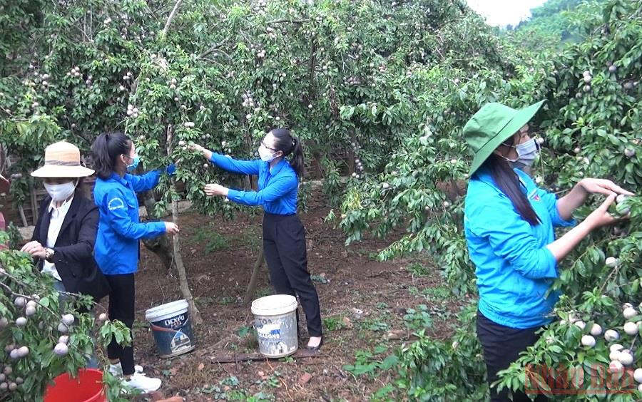 Lực lượng đoàn viên, thanh niên huyện Mai Sơn hỗ trợ hái mận giúp bà con vùng cao. (Ảnh: QUỐC TUẤN) Cấp ủy vào cuộc giúp người dân tiêu thụ nông sản -0