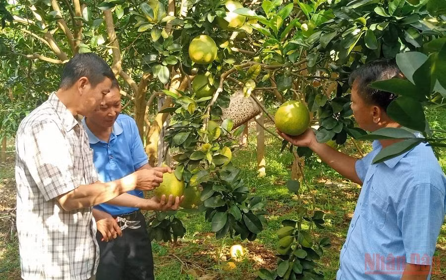 Lãnh đạo xã Hát Lót và cán bộ Phòng Nông nghiệp huyện Mai Sơn nắm tình hình tiêu thụ bưởi tại bản Nà Cang, xã Hát Lót. (Ảnh: QUỐC TUẤN)