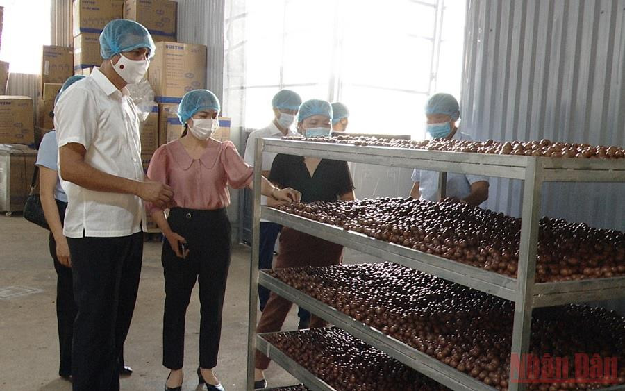 Lãnh đạo UBNND tỉnh Sơn La kiểm tra tình hình sản xuất, tiêu thụ mắc-ca tại huyện Mai Sơn. (Ảnh: QUỐC TUẤN) Cấp ủy vào cuộc giúp người dân tiêu thụ nông sản -0