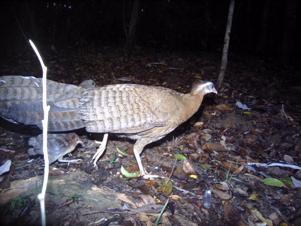 Phát hiện “kho báu” về đa dạng sinh học cần được bảo tồn tại Kon Plông -0