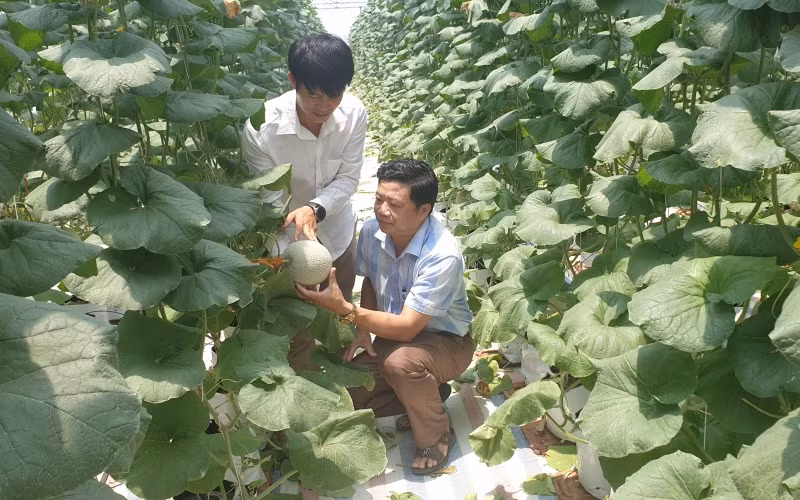 Các vùng cao cưỡng chuyển đổi sang trồng rau màu, dưa lưới cho hiệu quả kinh tế cao hơn so trồng lúa.