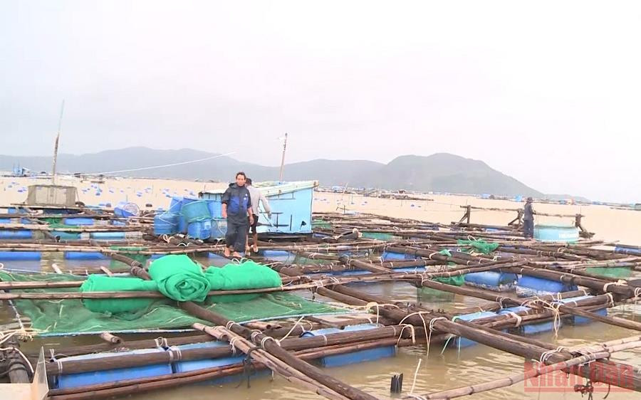 Bè thủy sản ở thị xã Sông Cầu, tỉnh Phú Yên. (Ảnh: TRÌNH KẾ) Tôm hùm chết, ước thiệt hại hơn một tỷ đồng -0