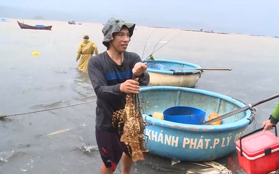Tôm hùm chết ở phường Xuân Yên, thị xã Sông Cầu, tỉnh Phú Yên. (Ảnh: TRÌNH KẾ)