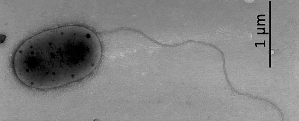 Vi khuẩn Methylobacterium. Phát hiện bốn chủng vi khuẩn trên Trạm vũ trụ quốc tế -0