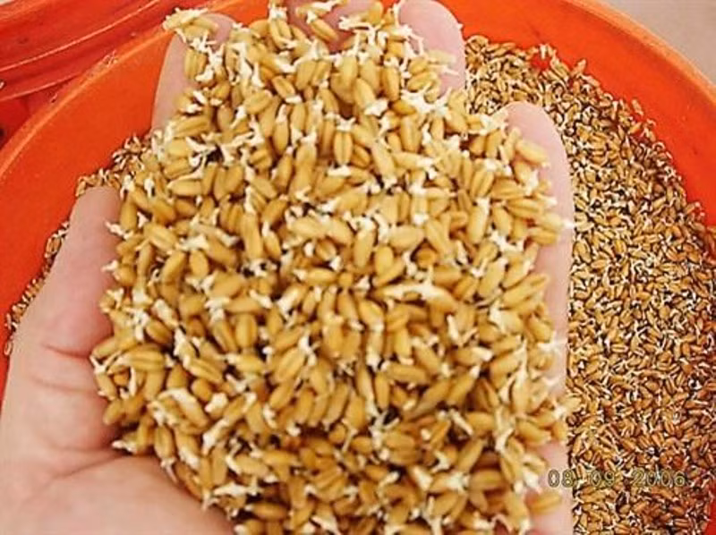 Đề xuất hỗ trợ giống và kinh phí mua lúa giống cho nông dân -0