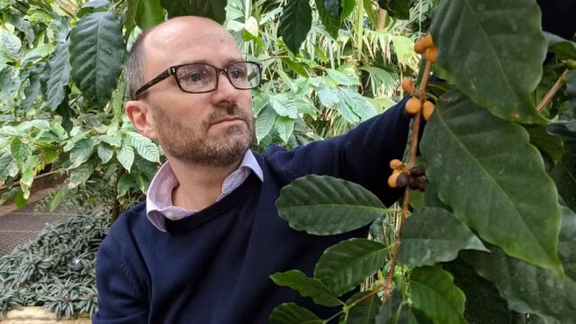 Tái phát hiện một loài cà phê bị lãng quên nhiều thập kỷ -0