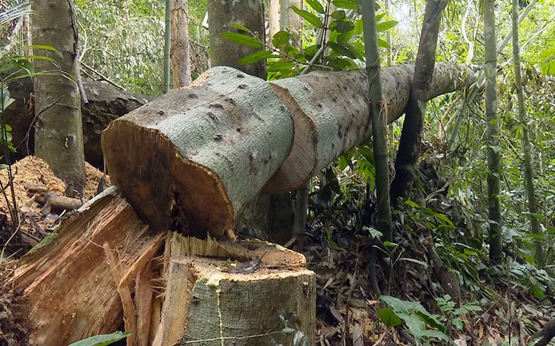 Hiện trường vụ phá rừng tại Khu bảo tồn loài và sinh cảnh Nam Xuân Lạc (Bắc Kạn).
