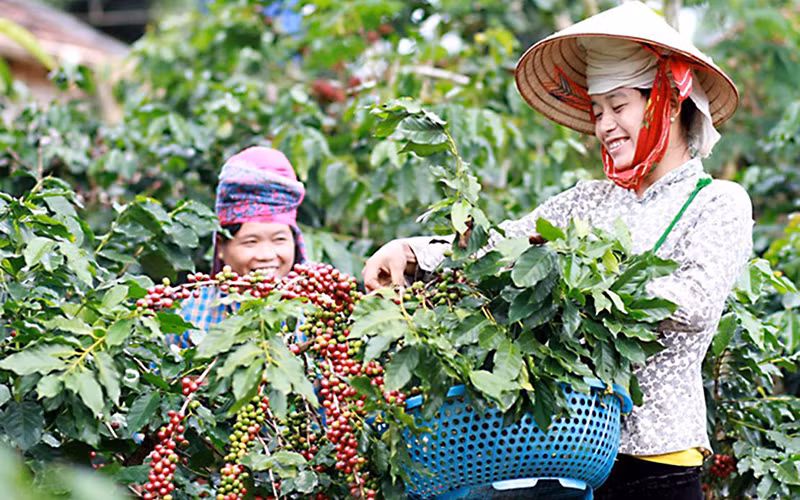Sơn La phát triển vùng trồng cà-phê và xây dựng thành công bảo hộ chỉ dẫn địa lý cho cà-phê Sơn La. Ảnh: MINH ANH