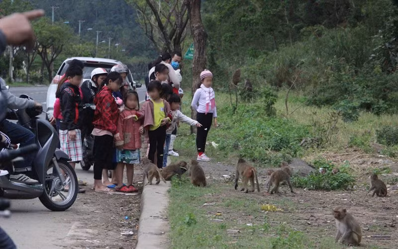 Thói quen cho khỉ ăn của người dân gây ảnh hưởng đến tập quán của khỉ.