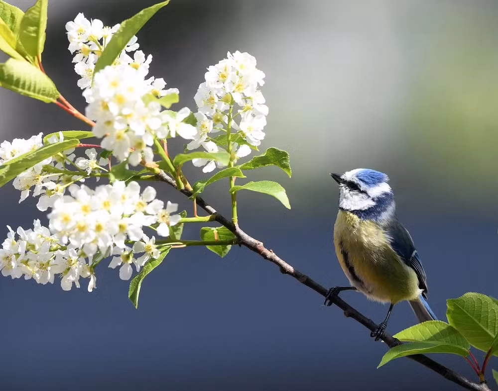 Những bức ảnh ấn tượng về động vật hoang dã trong tuần -0