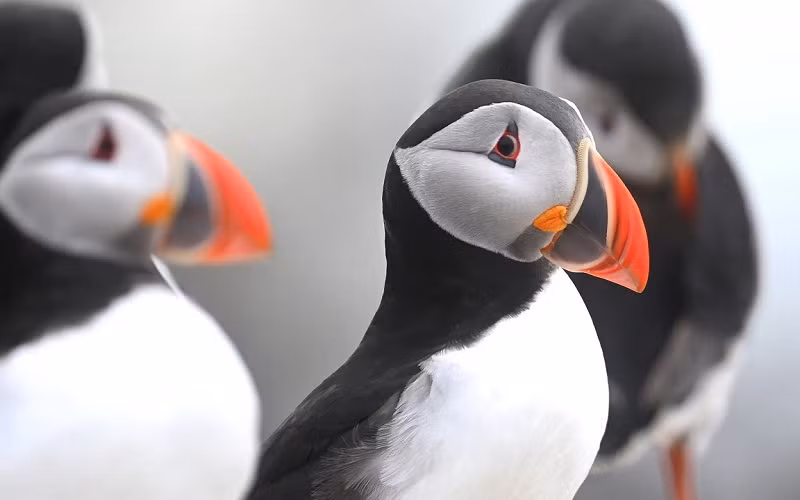 Những bức ảnh ấn tượng về động vật hoang dã trong tuần