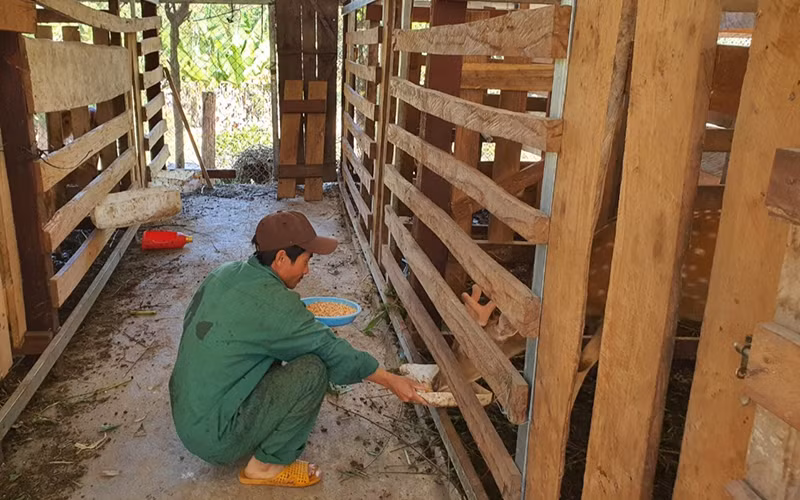 Anh Nguyễn Xuân Tiến, thôn 4, xã Ia Dom, huyện Ia H’Drai chăm sóc đàn hươu của gia đình.