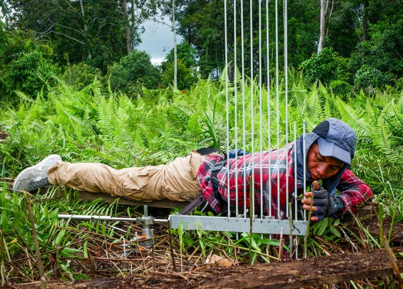 Một nhà nghiên cứu đang đo lường những thay đổi trên các vùng đất than bùn ở Kalimantan, Indonesia. (Ảnh: CIFOR) Cuộc đua 10 năm để cứu lấy Trái đất -0