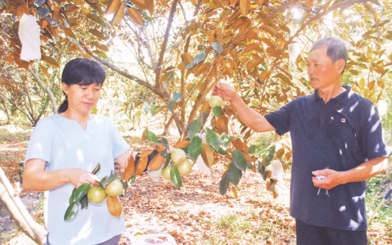 Vú sữa Lò Rèn là loại cây đặc sản của Tiền Giang nhưng diện tích trồng ngày càng thu hẹp.