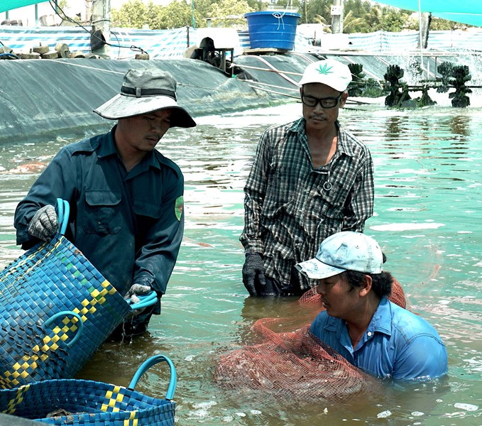 Chính quyền Cà Mau khuyên nông dân chớ thu hoạch tôm vào thời điểm giảm giá, tránh thua thiệt. “Tôm Cà Mau”, chớ bi quan vì đại dịch -0