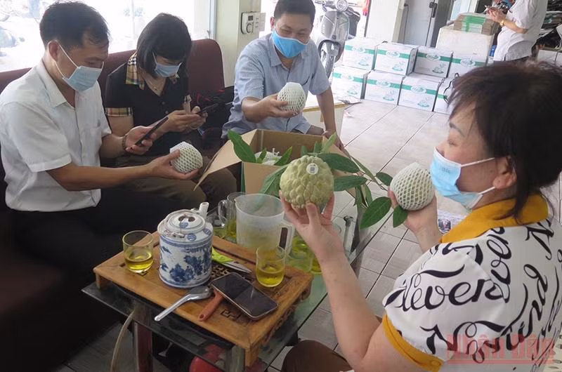 Các thành viên Hợp tác xã nông sản Chi Lăng đóng gói na giao cho khách hàng.