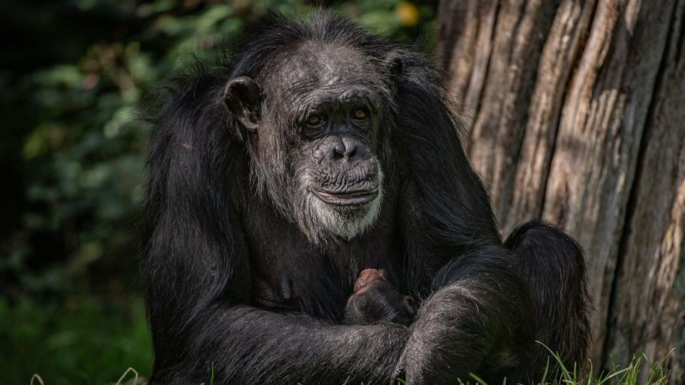 Tinh tinh mẹ gắn bó ngay lập tức với đứa con mới chào đời và luôn nâng niu nó trong cánh tay trái. Ảnh: Vườn thú Chester. Tinh tinh Tây Phi 43 tuổi sinh con tại vườn thú ở Anh -0