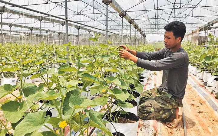 Trồng dưa lưới trong nhà màng tại huyện Thanh Oai. (Ảnh: NGỌC ANH)