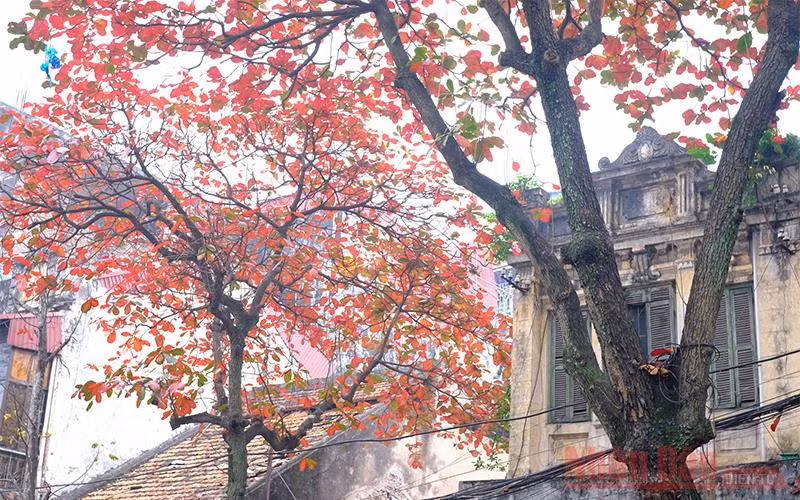 Hà Nội rực rỡ trong sắc bàng thay lá