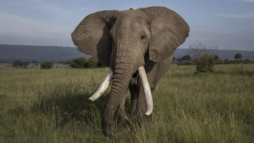 Voi châu Phi (Loxodonta africana) có đôi tai lớn nhất thế giới, nhưng đôi tai dài gần 1,2 m chỉ bằng 17% chiều dài cơ thể con vật. Ảnh: Getty Images. Loài chuột có đôi tai lớn nhất thế giới -0