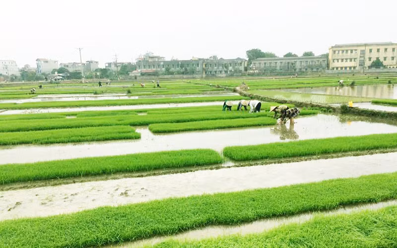 Ngành nông nghiệp khuyến cáo nông dân gieo cấy các giống lúa ngắn ngày để tránh ảnh hưởng của rét đậm, rét hại. Ảnh: ÐỨC DŨNG (TTXVN)