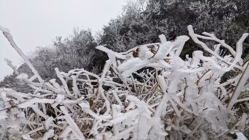 Băng giá phủ trắng xóa đỉnh Phja Oắc -0