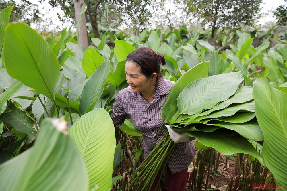 Những ngày cận Tết, khắp các lối nhỏ trong làng đâu đâu cũng thấy người dân đi thu hoạch lá dong. 2_la_dong_trang_cat-1612948416933.jpg