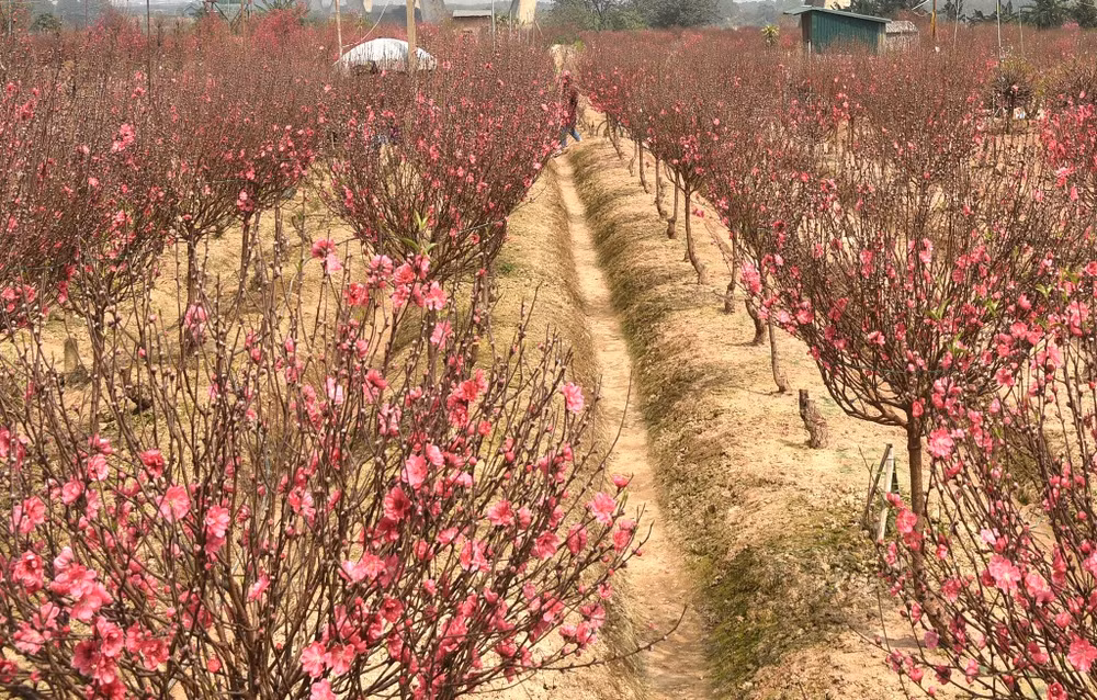 Rực rỡ Hoa đào Nhật Tân -0