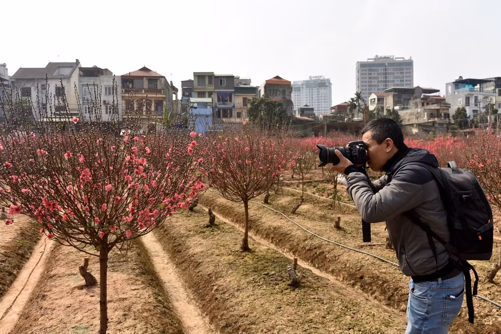 Rực rỡ Hoa đào Nhật Tân -0