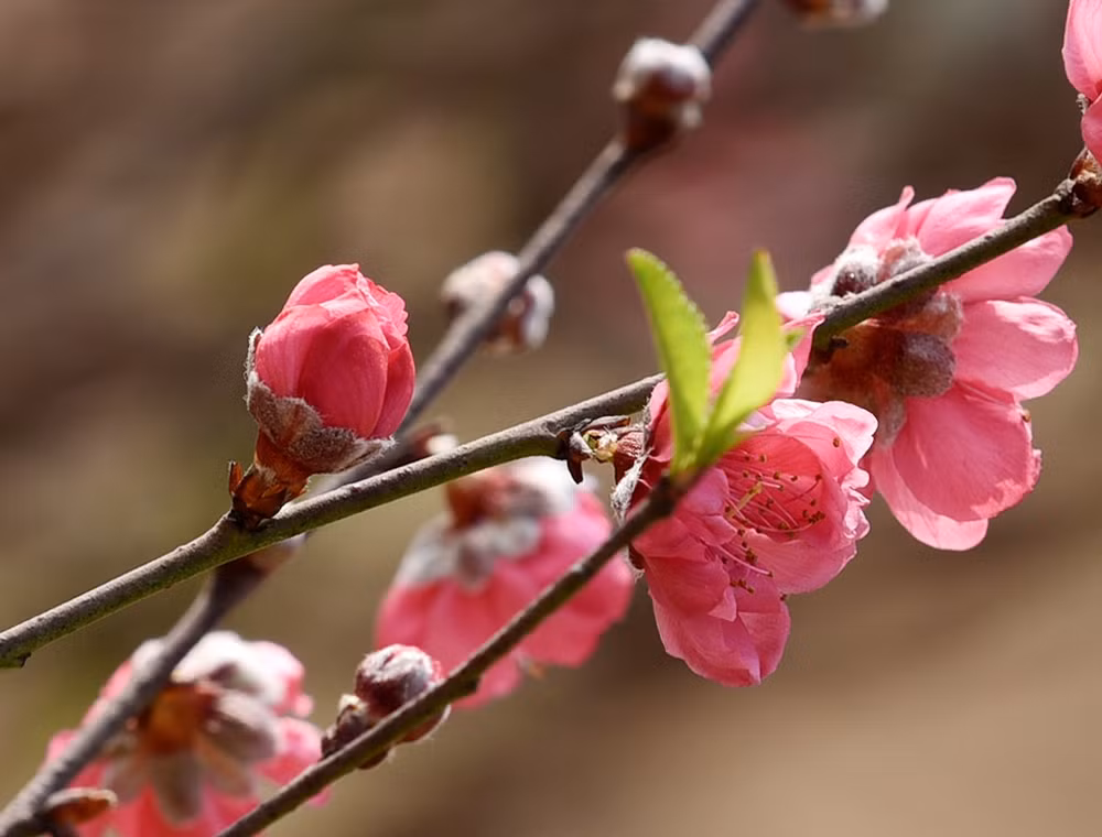 Rực rỡ Hoa đào Nhật Tân -0